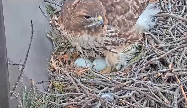Watch Big Red reveal her second egg.